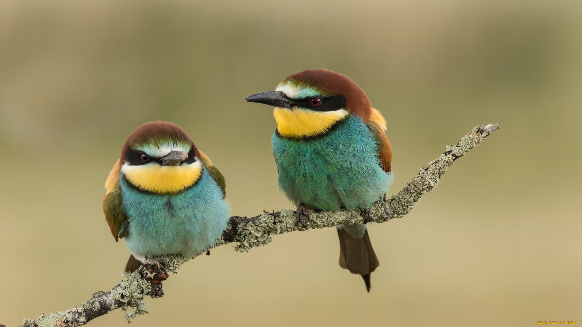 животные, птицы, пара, ветка, золотистые, щурки