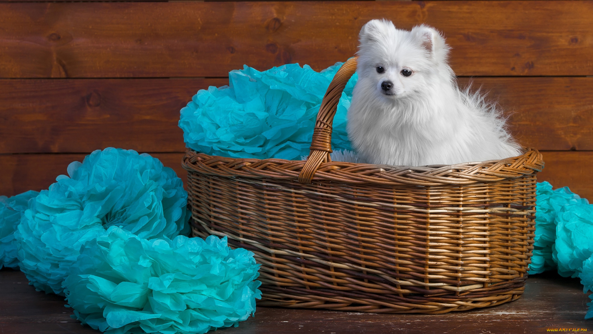 животные, собаки, белый, портрет, очаровашка, шпиц, собака, доски, деревянный, корзина, милашка, ткань, щенок, лапочка, бумага, фотосессия, сидит, голубой, мордашка, махровая, украшения, фон