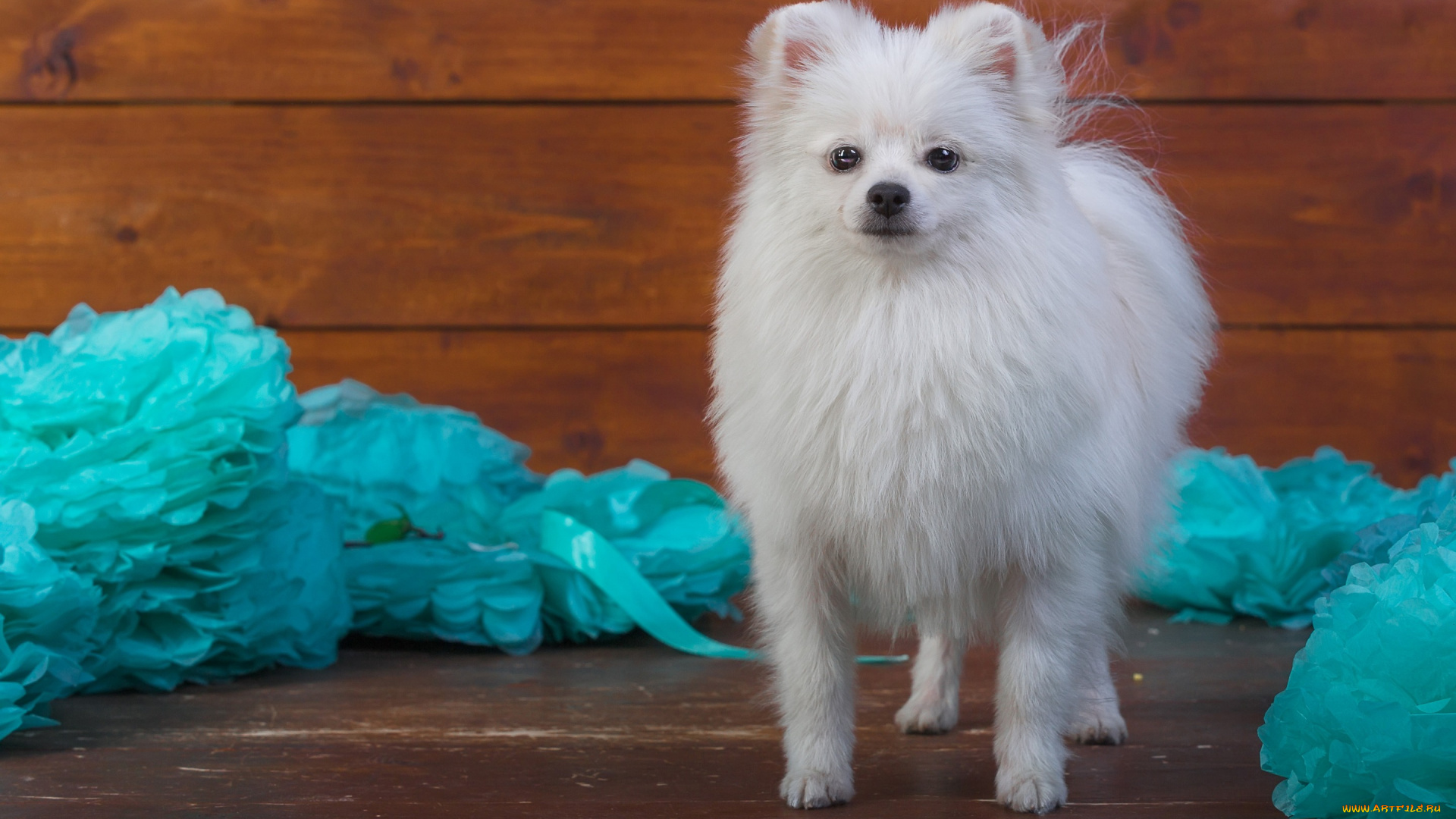животные, собаки, милашка, голубой, фотосессия, щенок, собака, фон, бумага, украшения, белый, шпиц, мордашка, стоит, доски