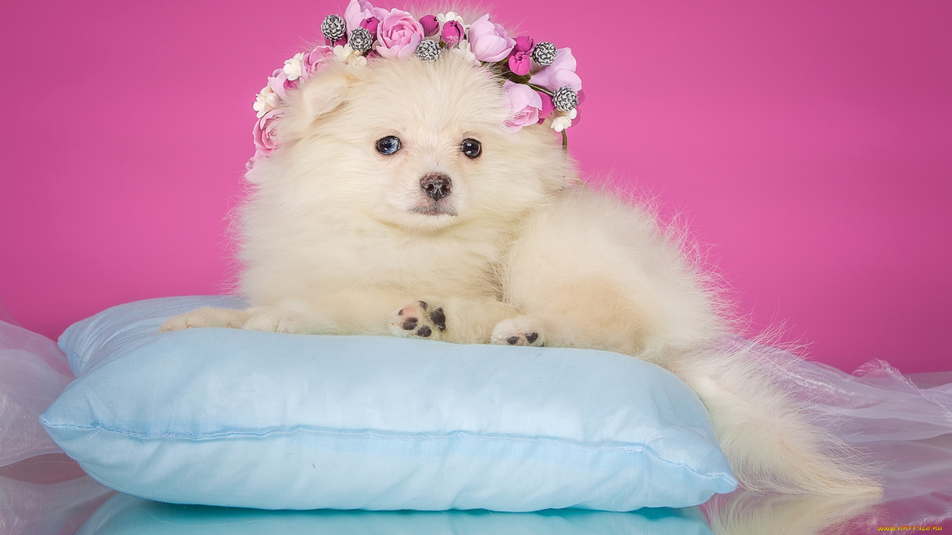 животные, собаки, собака, цветы, венок, лежит, фон, щенок, органза, нарядная, подушка, розовый, шпиц