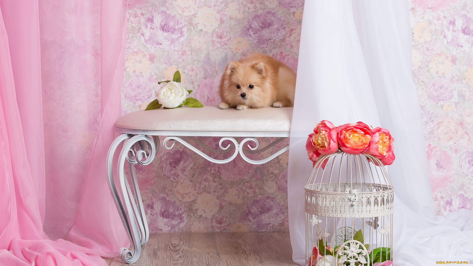 животные, собаки, собака, лапуля, клетка, стена, ткань, обои, комната, лежит, банкетка, персиковый, композиция, шторы, шпиц, цветы, щенок