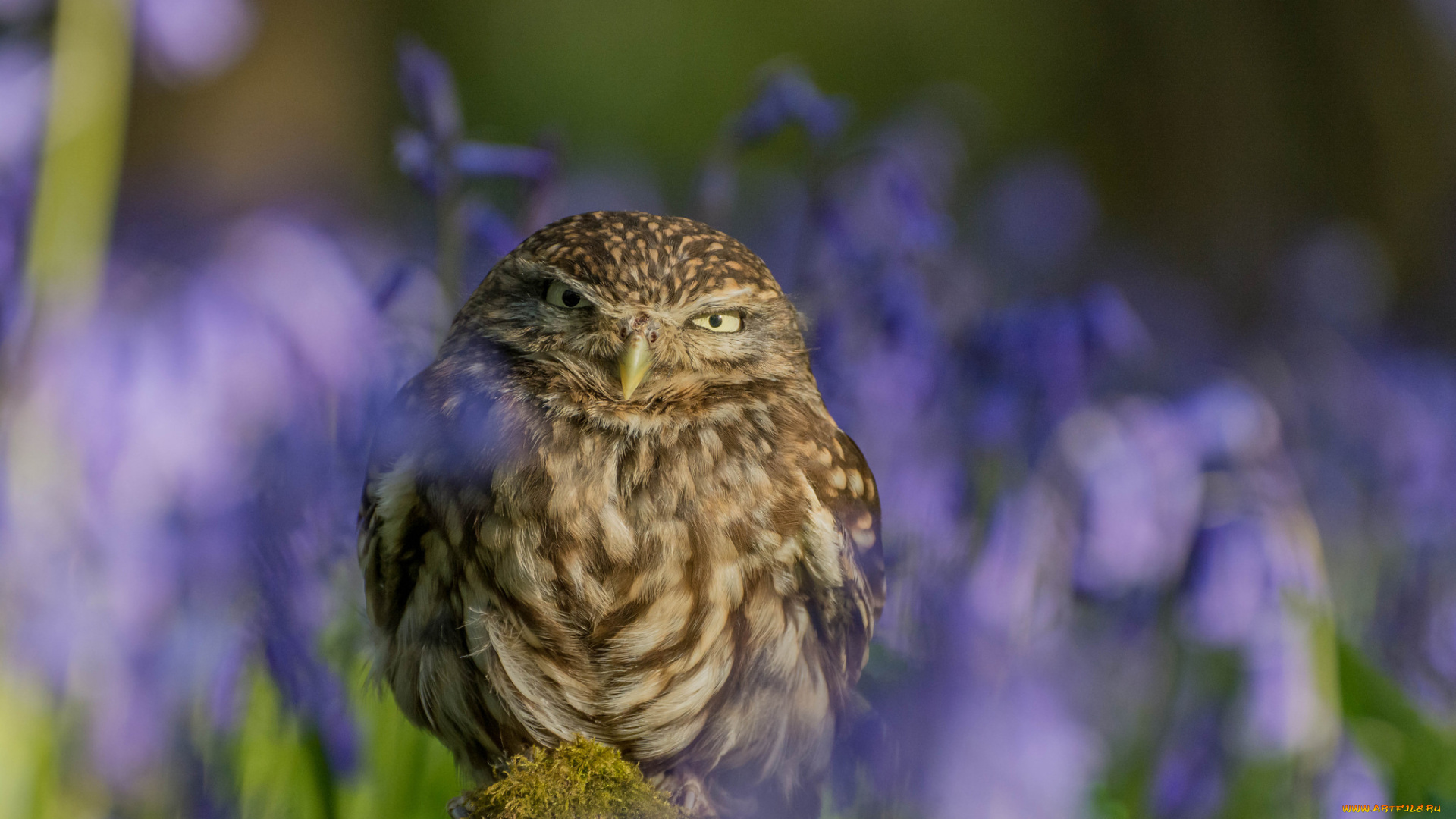 животные, совы, окрас, перья, сова