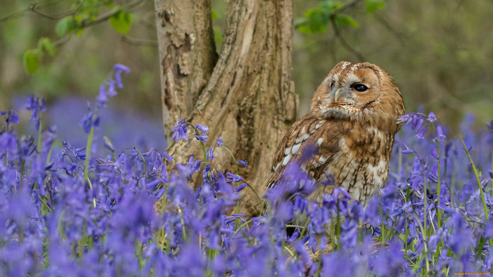 животные, совы, окрас, перья, сова