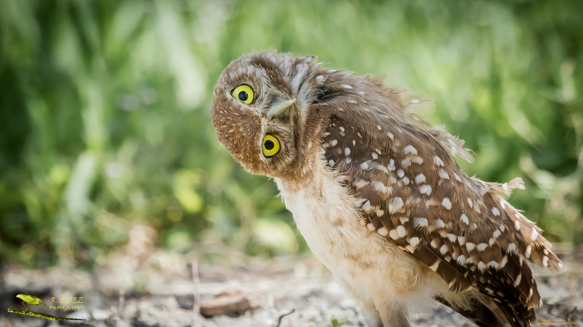 животные, совы, перья, окрас, птица, сова