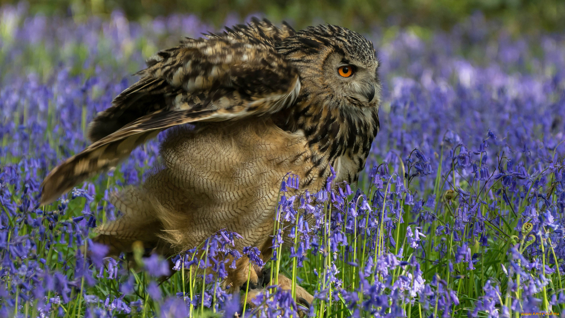 животные, совы, птица, окрас, перья, сова