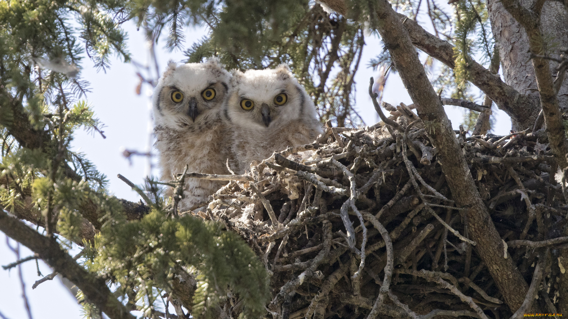животные, совы, совята