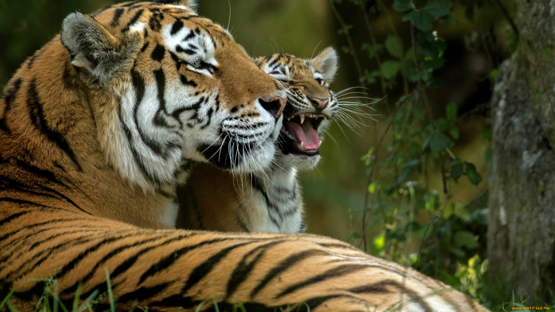 животные, тигры, отдых, кошка, амурский, тигр