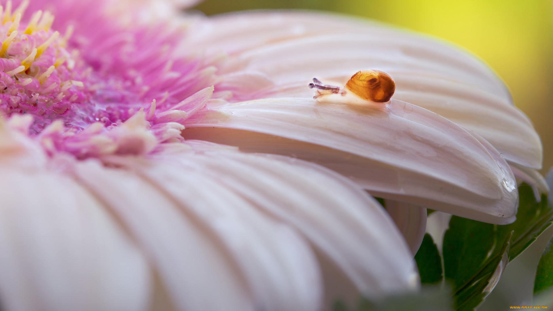 животные, улитки, лепестки, цветок, улитка