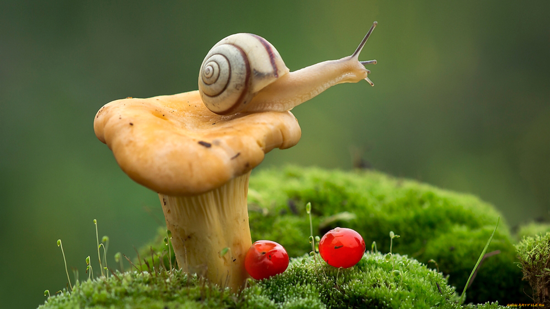 животные, улитки, макро, улитка, ягоды, лисичка, мох, гриб