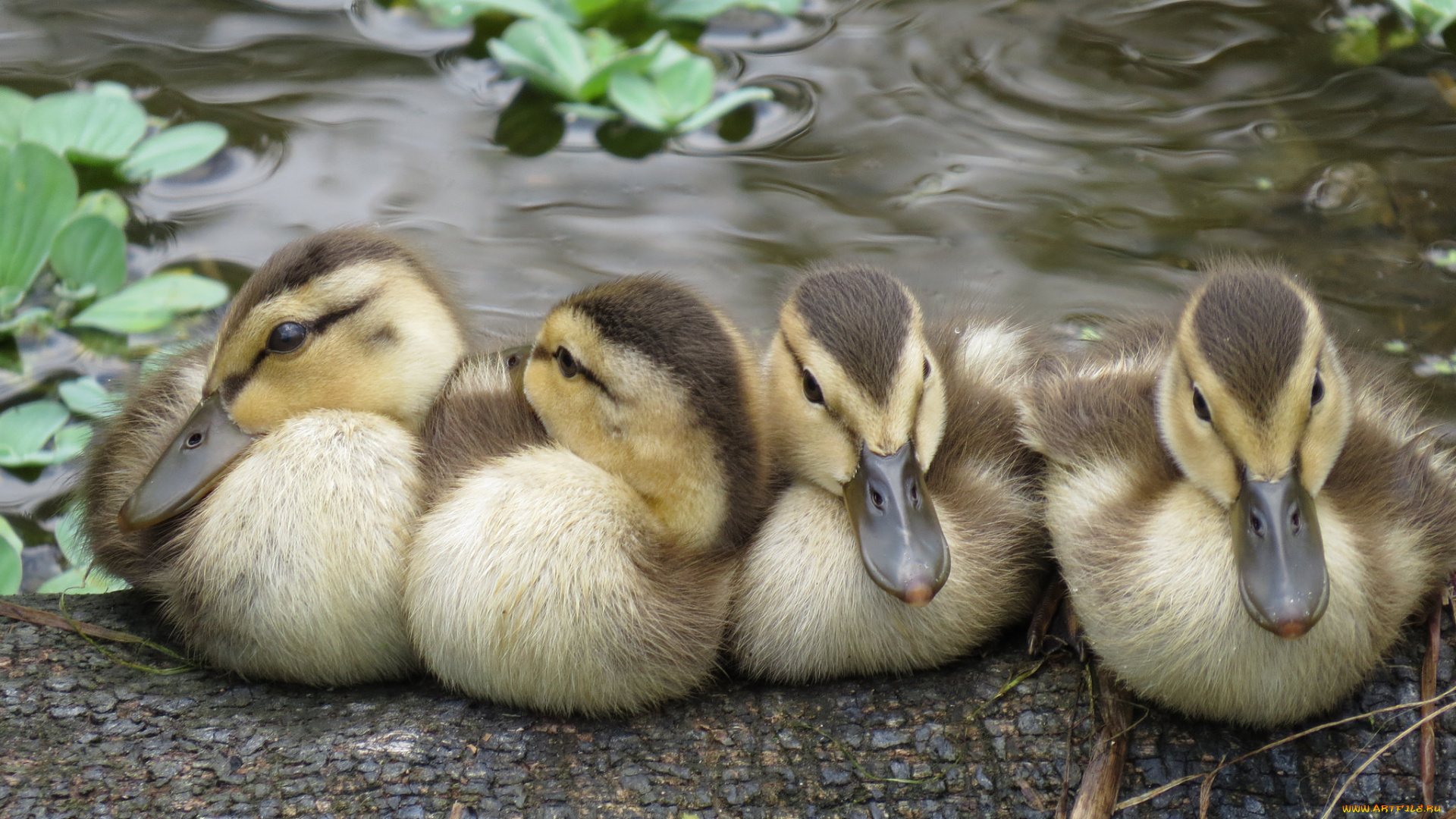 животные, утки, малыши, отдых, перышки