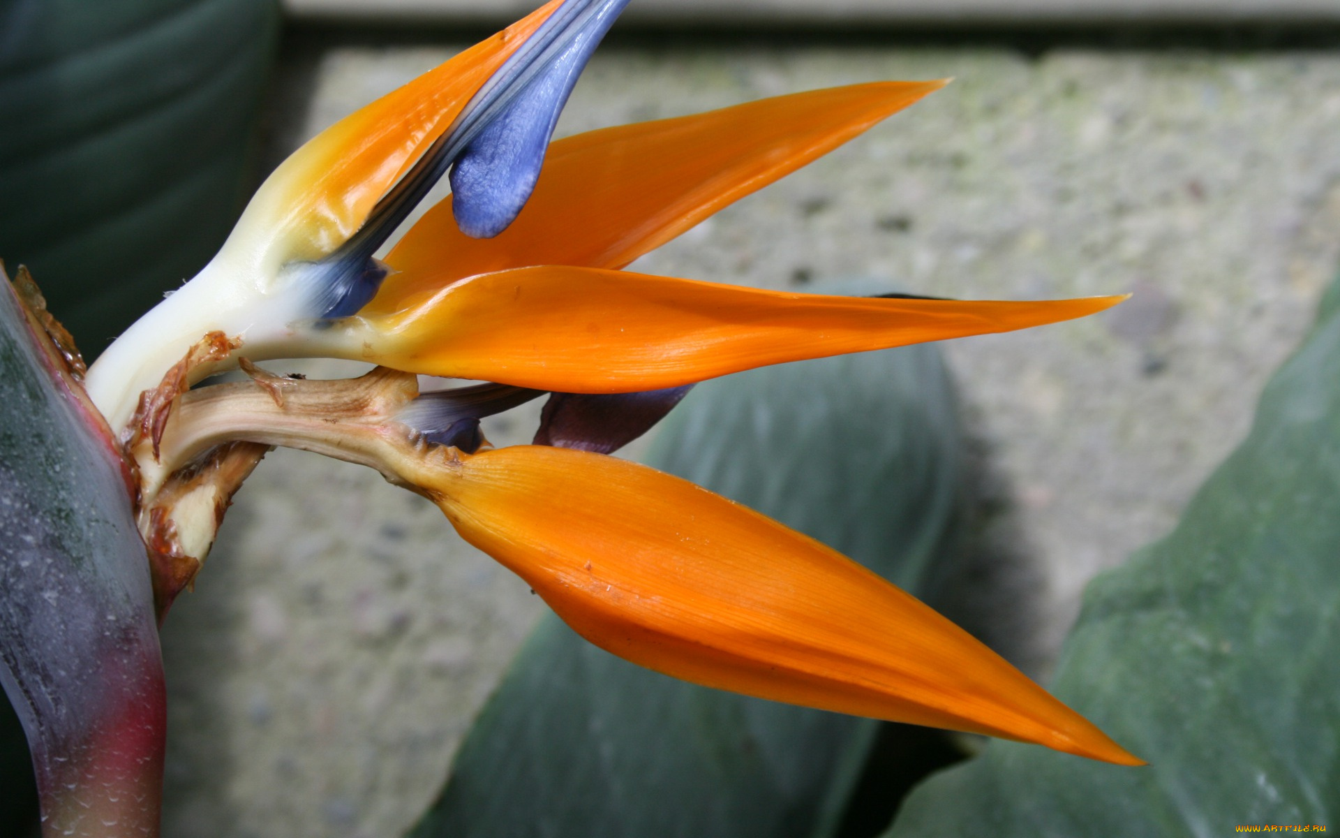 цветы, стрелиция, , райская, птица, экзотика