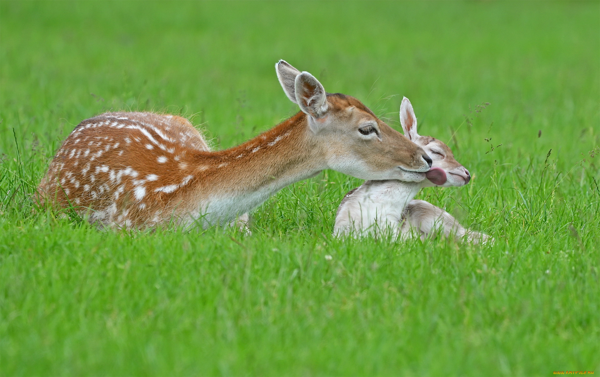 животные, олени, природа, лето