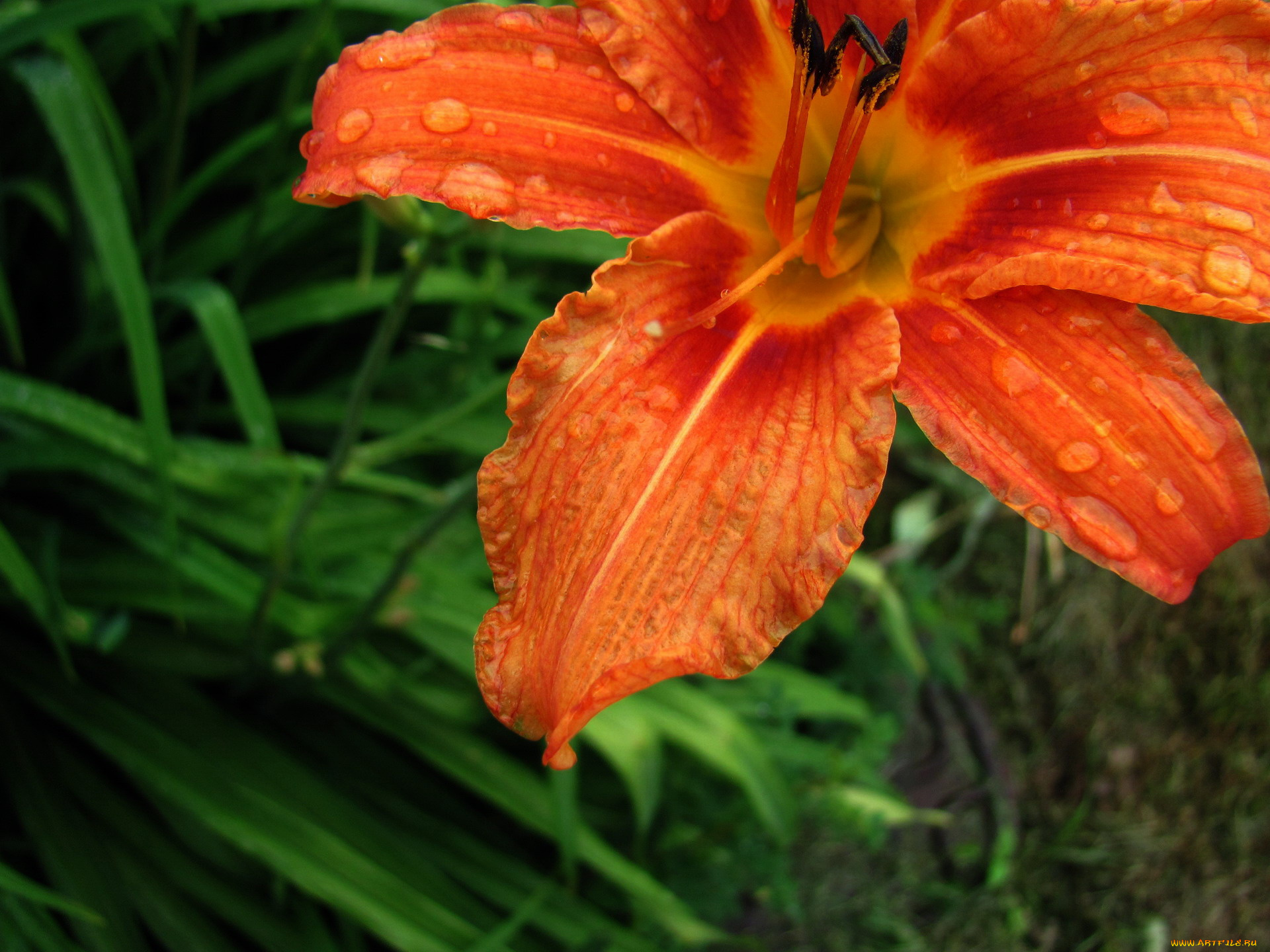 цветы, лилии, , лилейники, лилейник