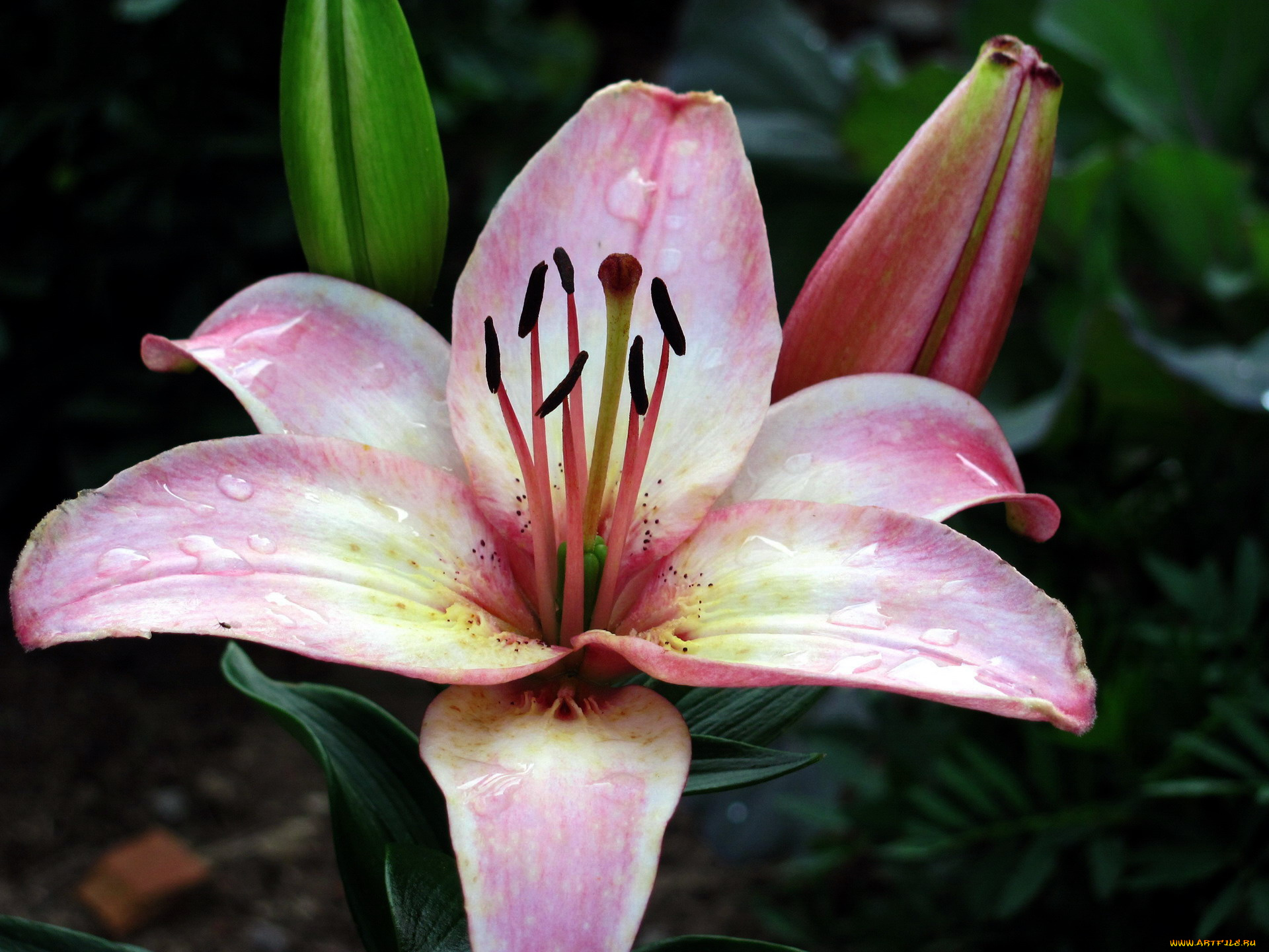 цветы, лилии, , лилейники, лилия