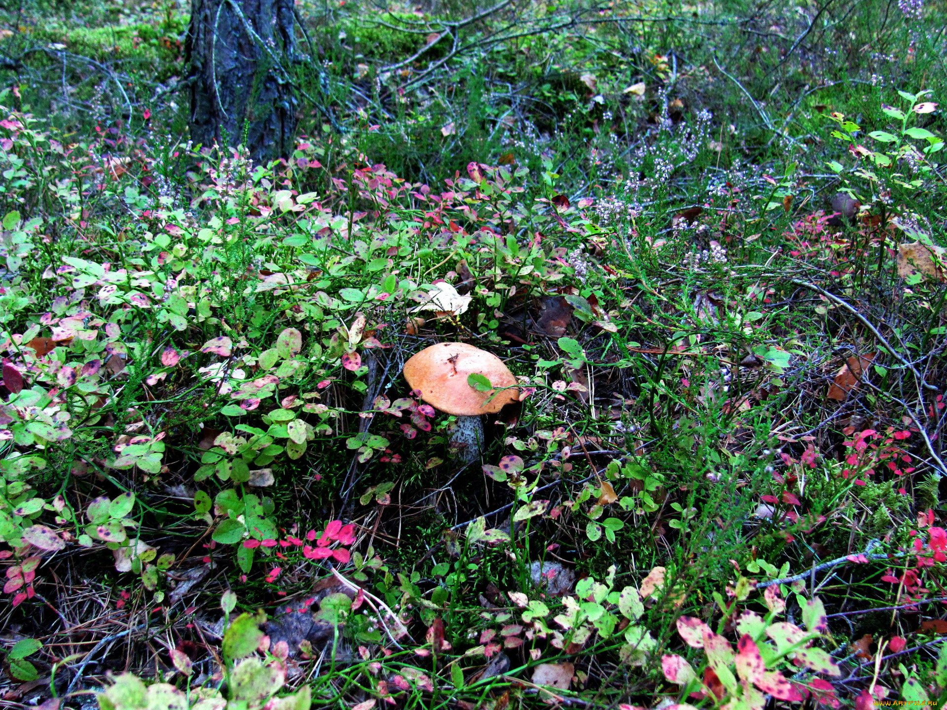 природа, грибы, подосиновик