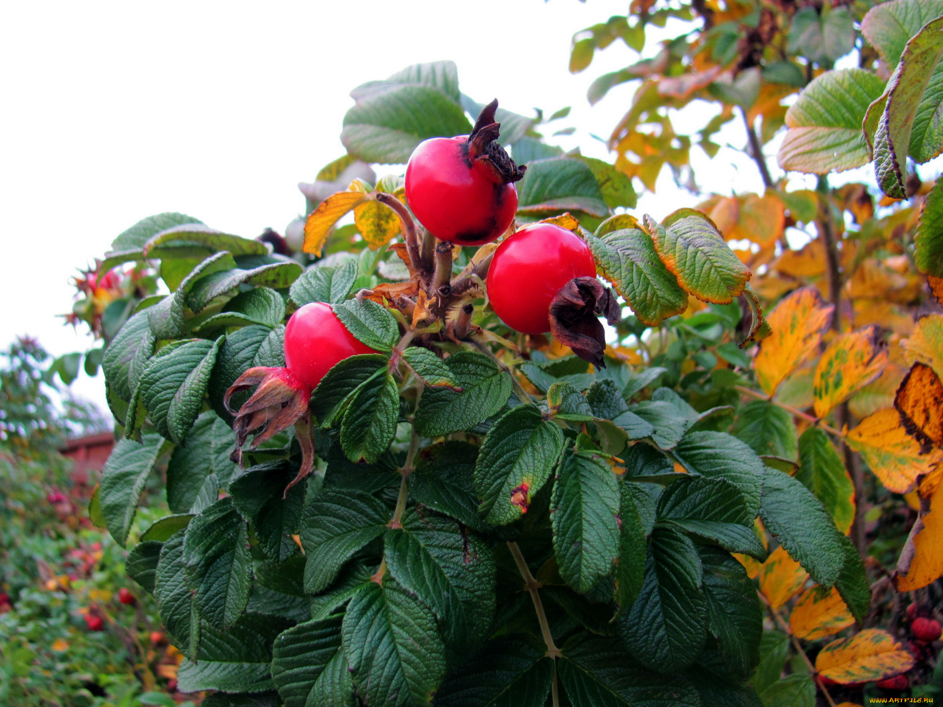 природа, плоды, шиповник