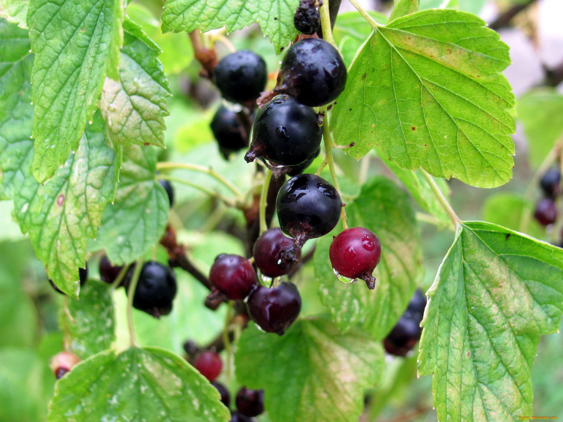 природа, Ягоды, смородина