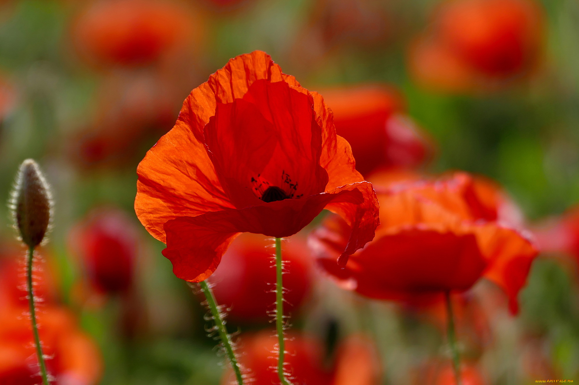 цветы, маки, мак, цветение