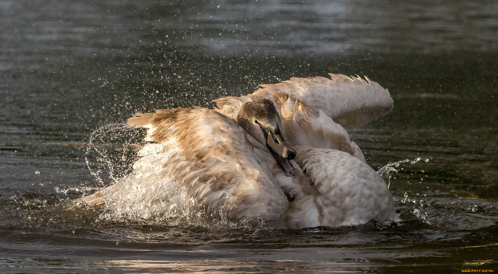 животные, лебеди, вода, птица, перья, лебедь
