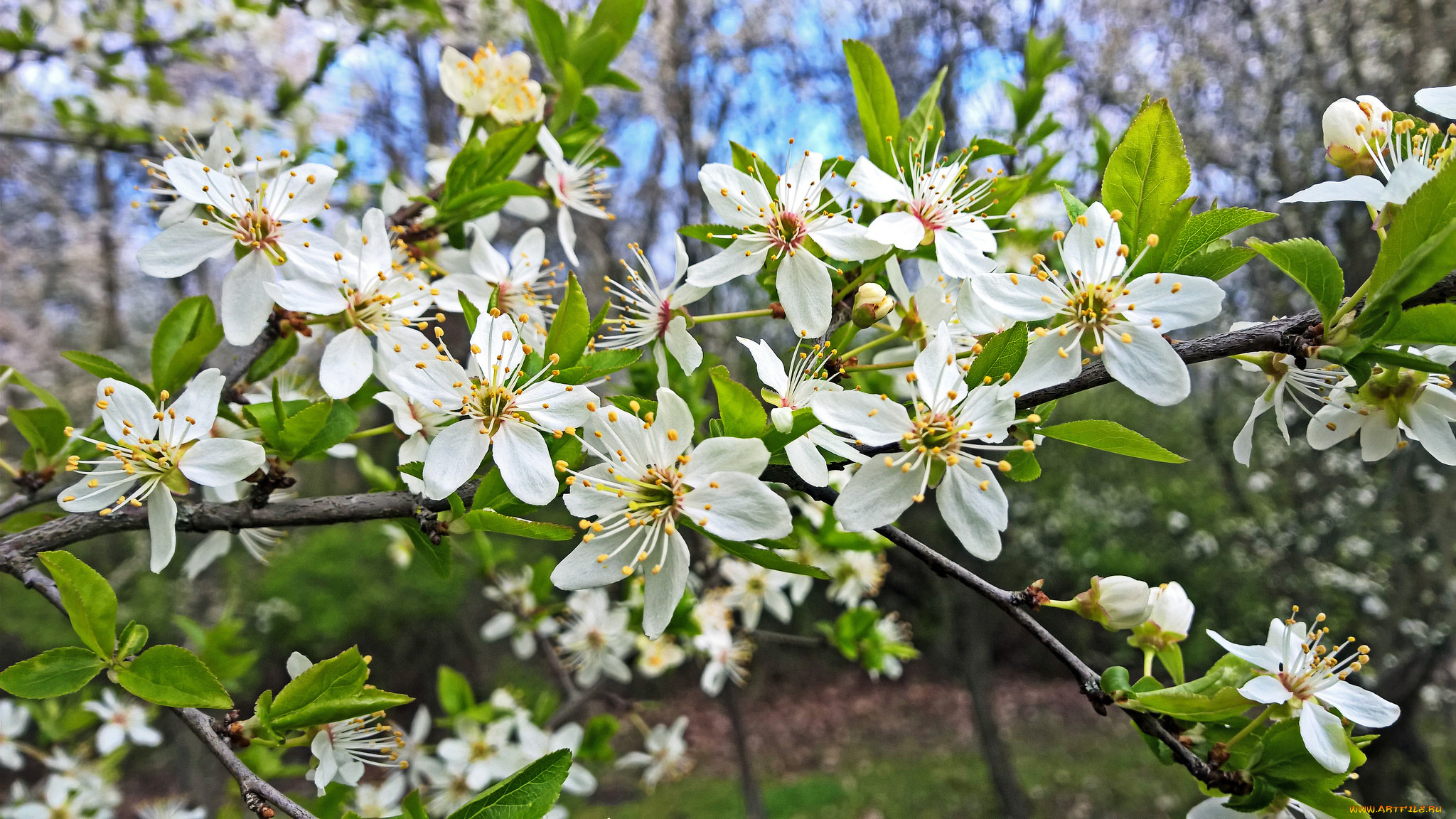 цветы, цветущие, деревья, , , кустарники, цветущая, веточка, цветки, листья, ветка
