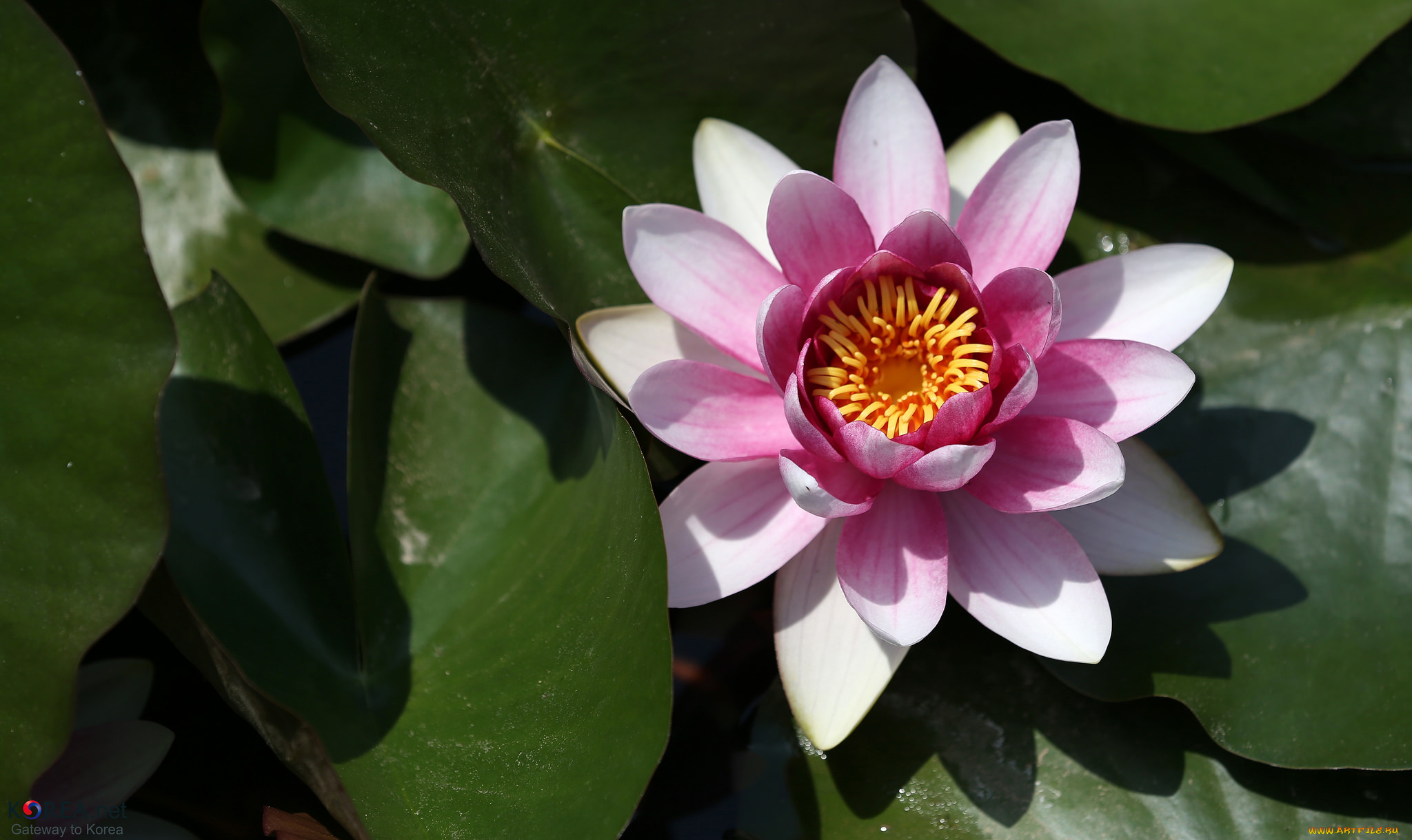 цветы, лотосы, лепестки, лотос, цветение