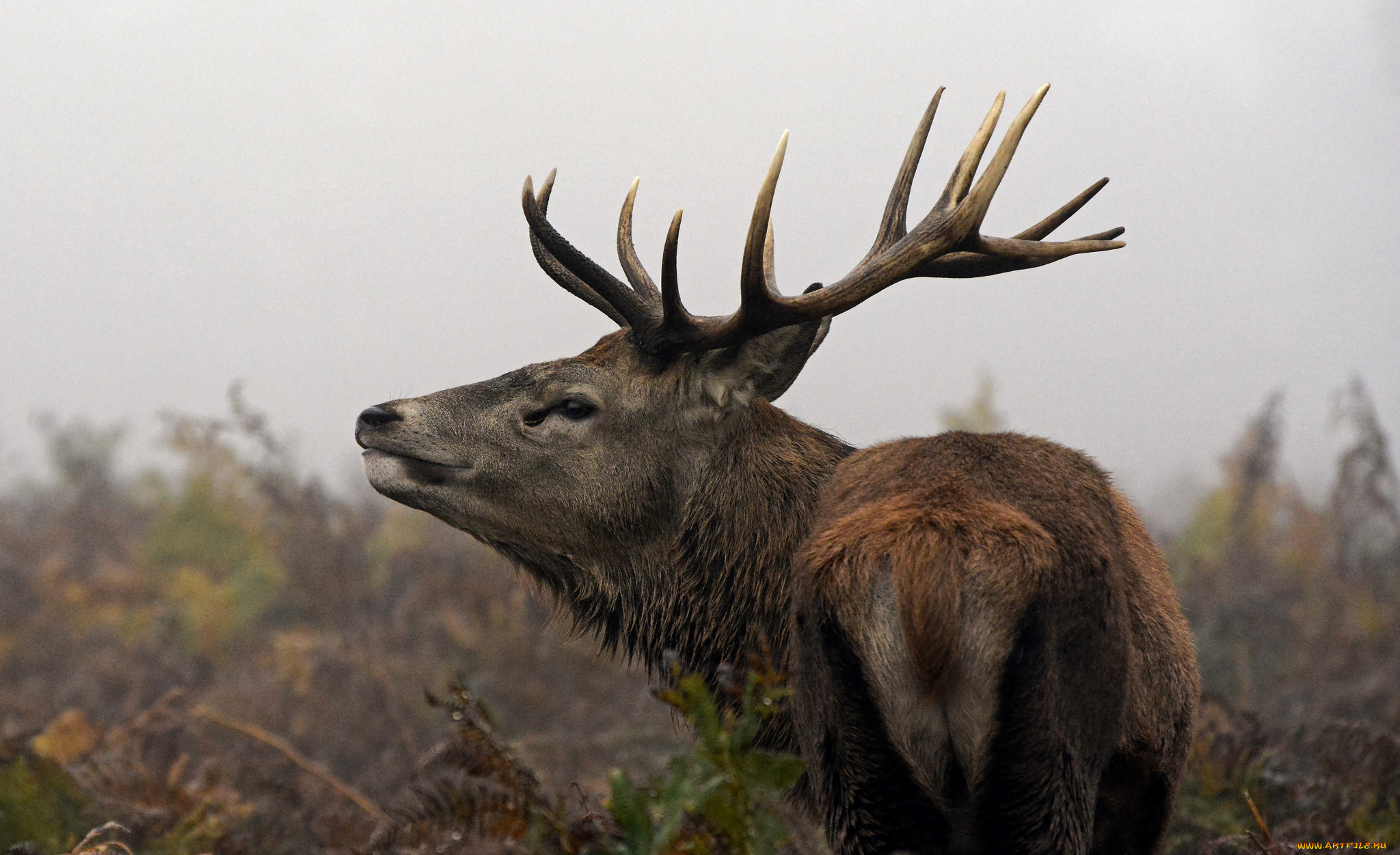животные, олени, большой, рога, шерсть, окрас, олень
