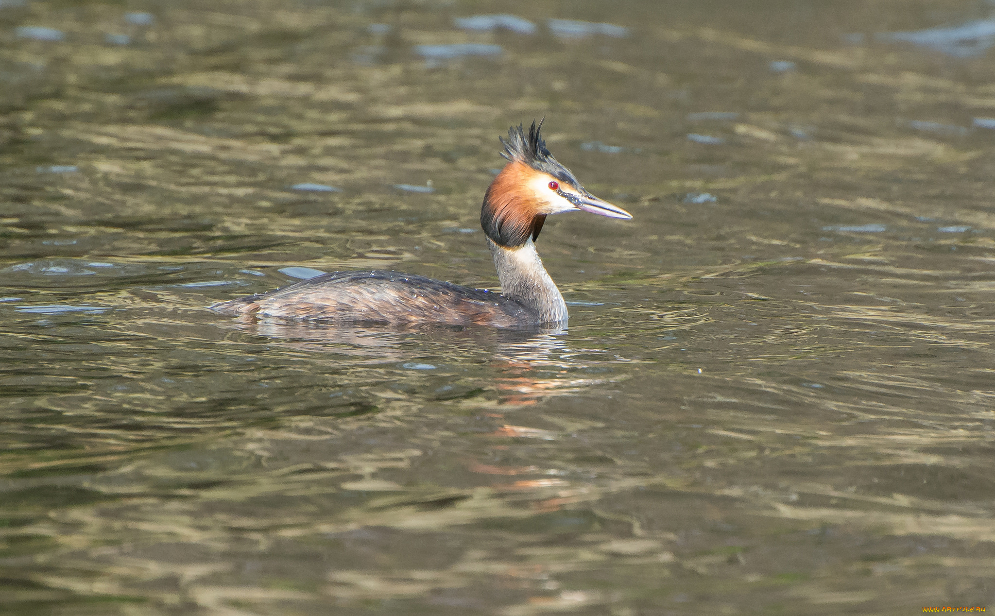 животные, Чомги, , поганки, вода, перья, птица, чомга