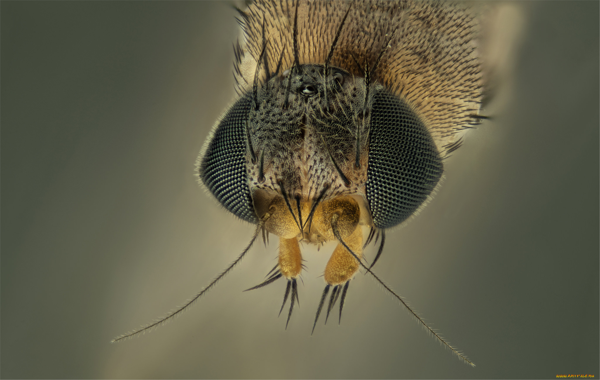 животные, насекомые, макро