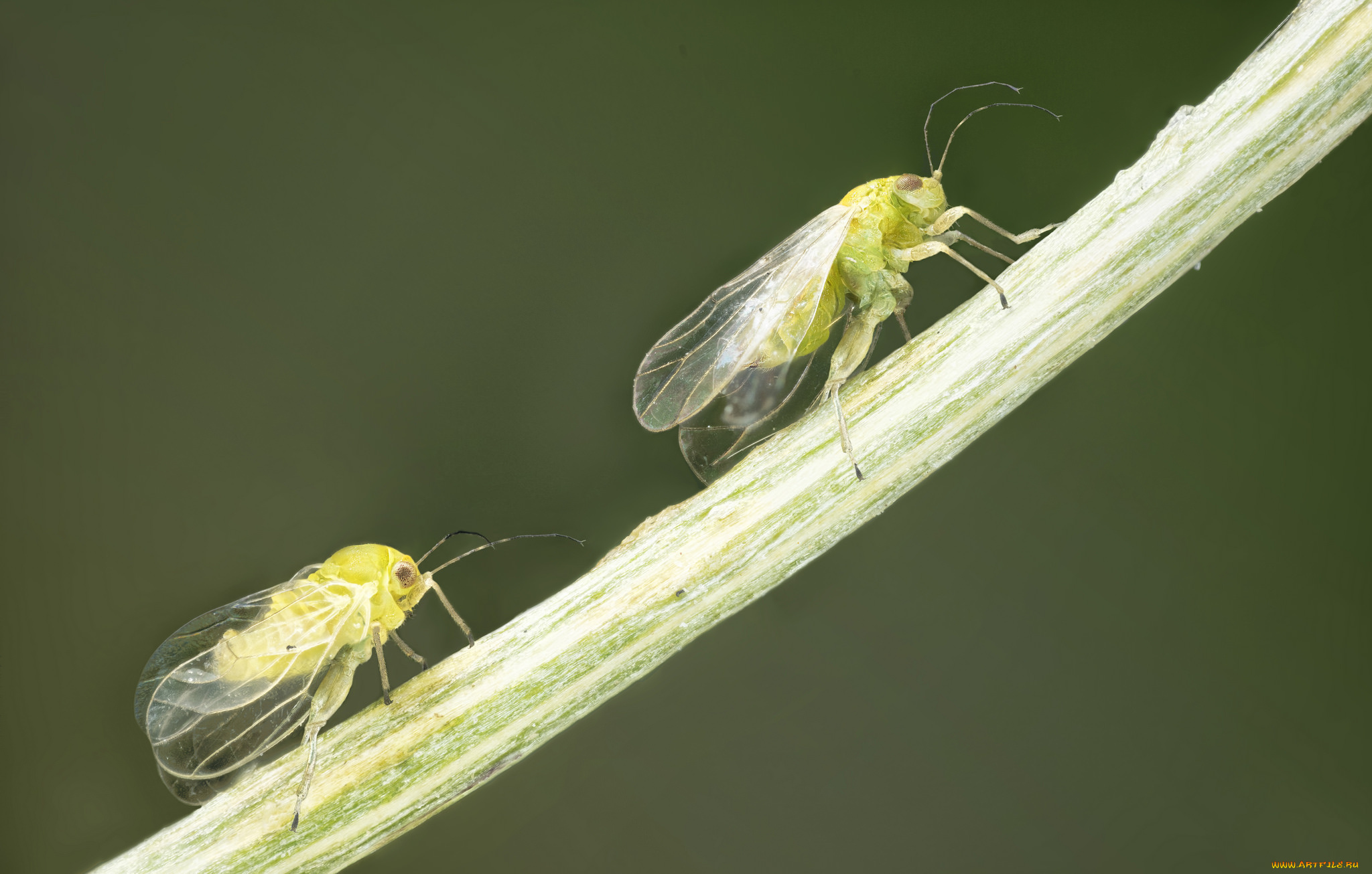 животные, насекомые, макро