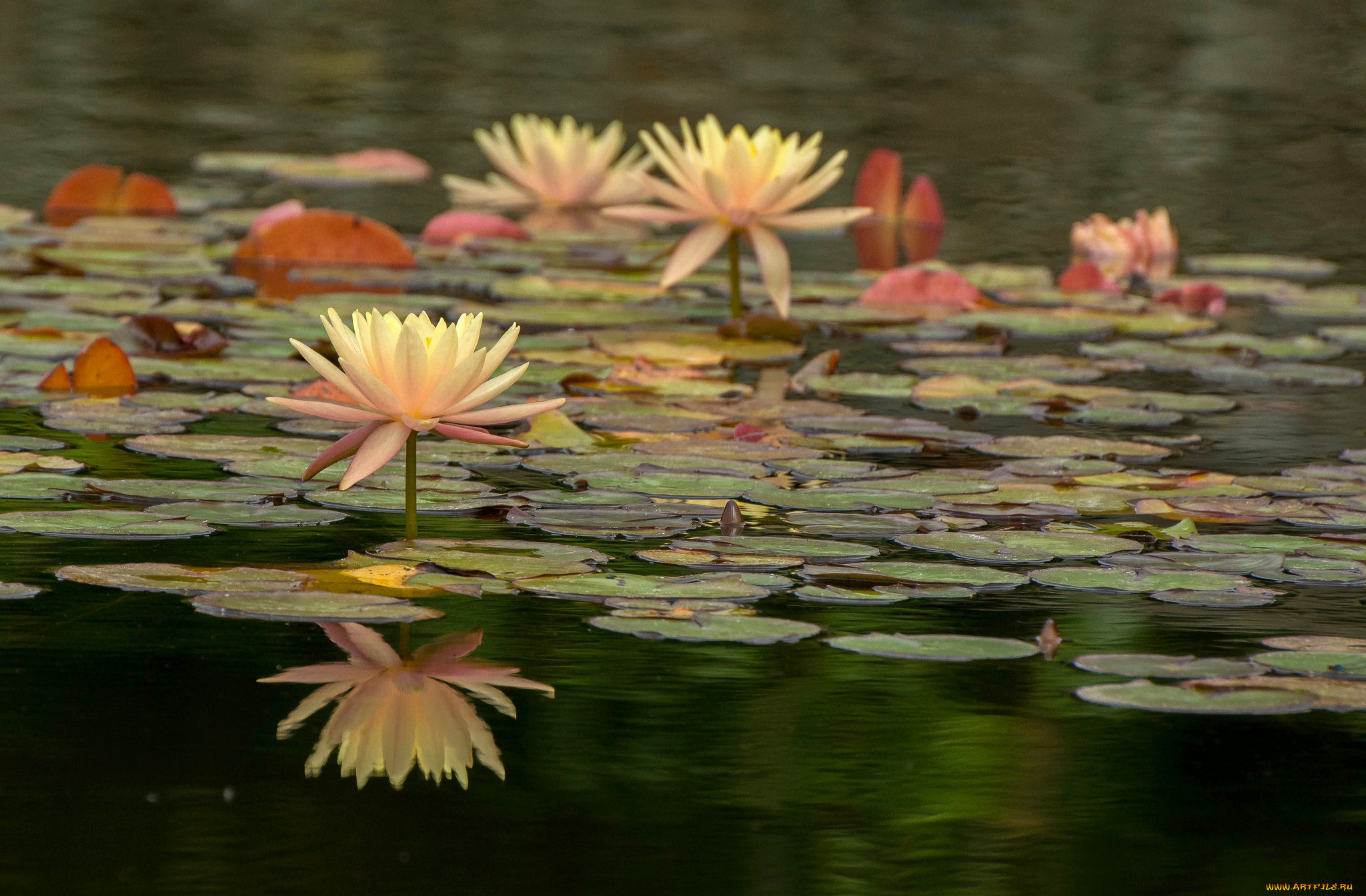 цветы, лотосы, листики, цветение, цветок, лотос