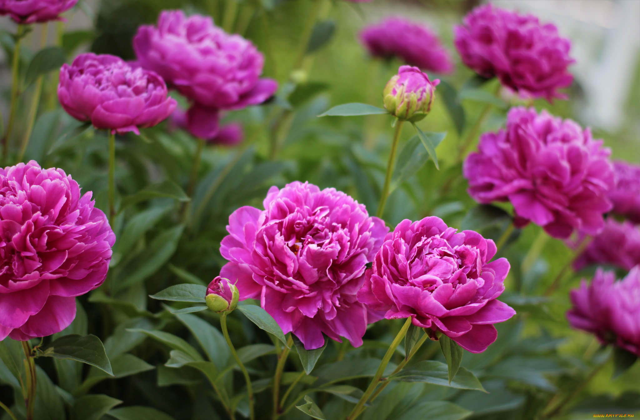 цветы, пионы, куст, листья, лепестки, цветение