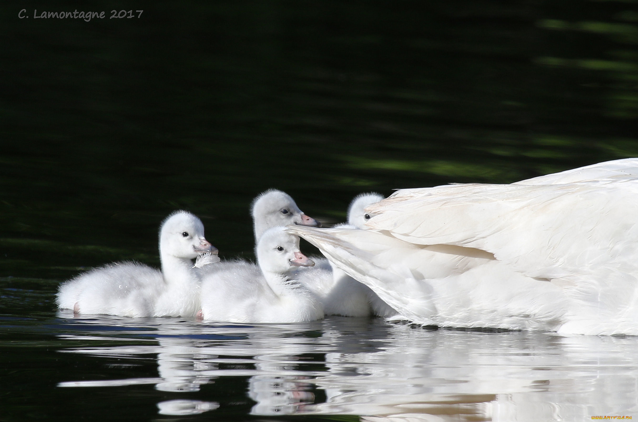 животные, лебеди, красота, вода, пара