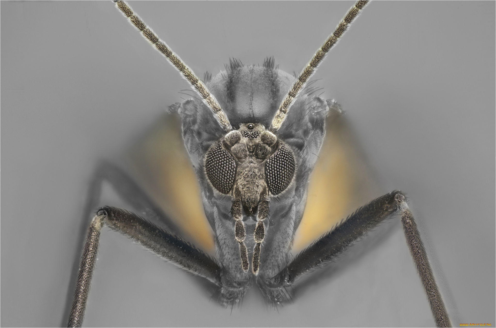 животные, насекомые, макро