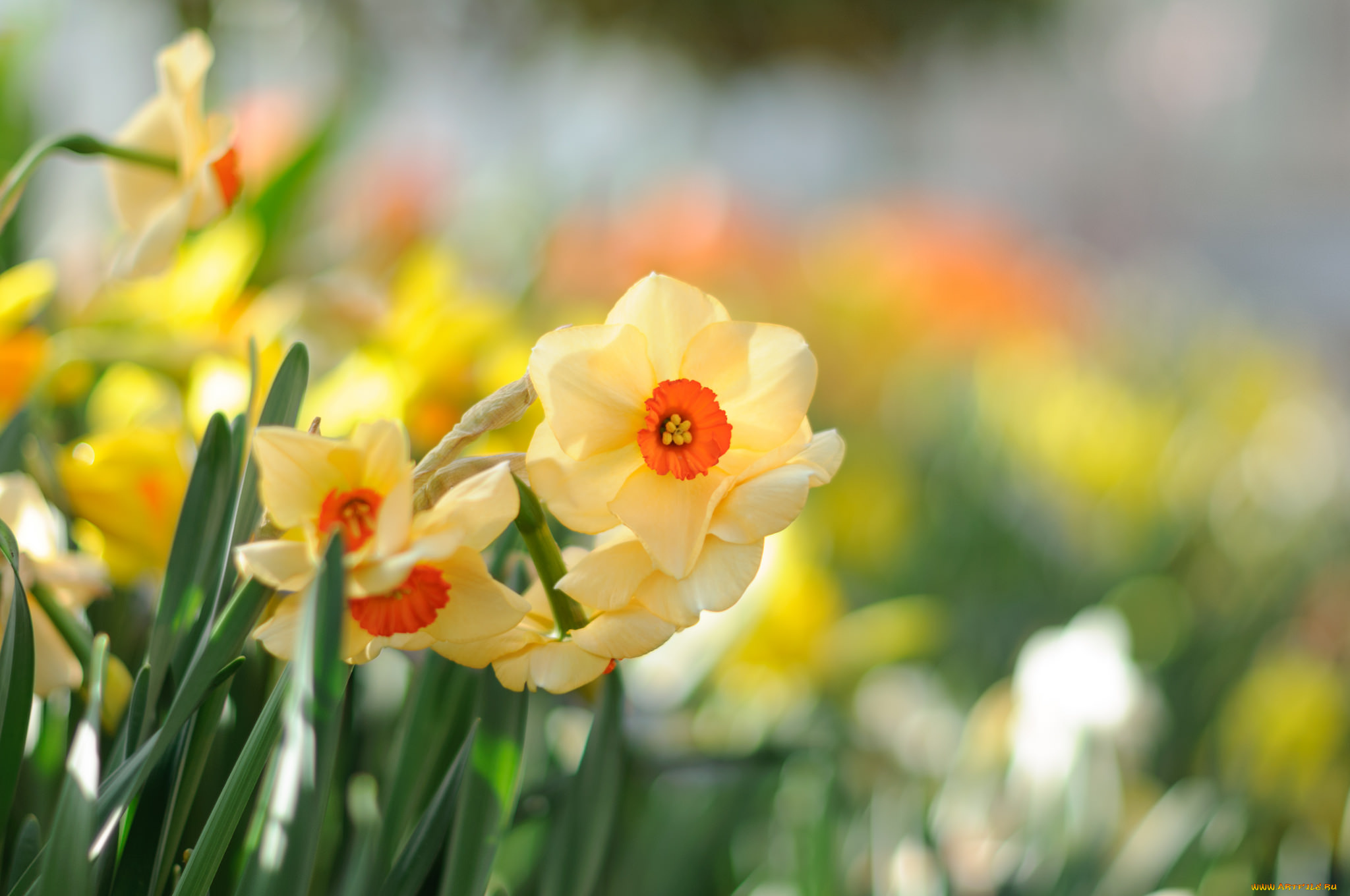 цветы, нарциссы, цветение, лепестки