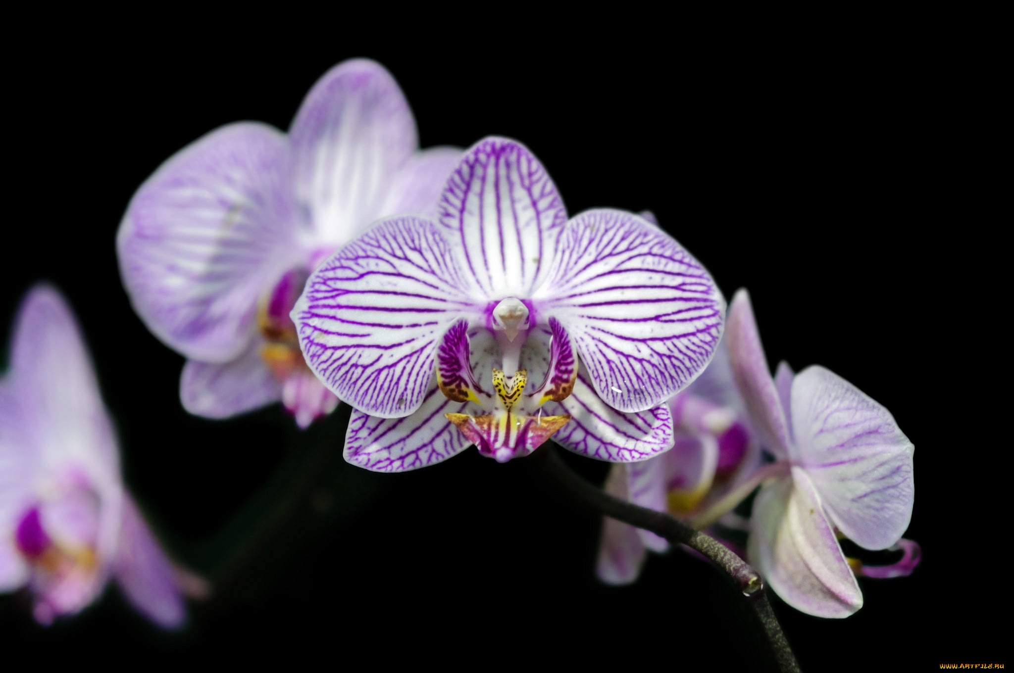 цветы, орхидеи, flowers, flowering, orchids, цветение