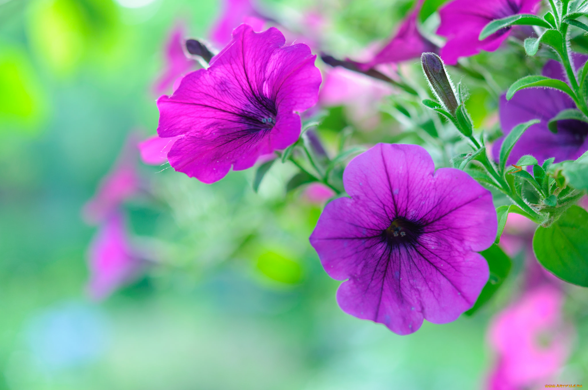 цветы, петунии, , калибрахоа, цветение, петуния, цвет