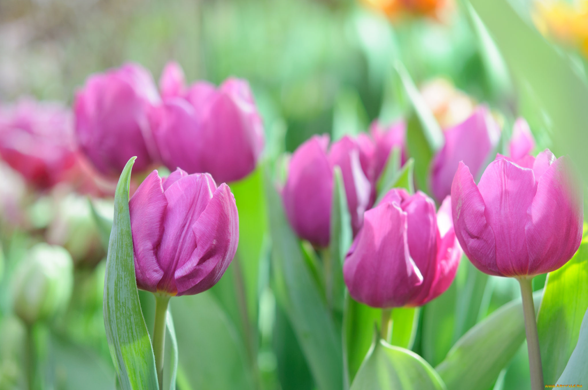 цветы, тюльпаны, цветение, разноцветные, много, лепестки