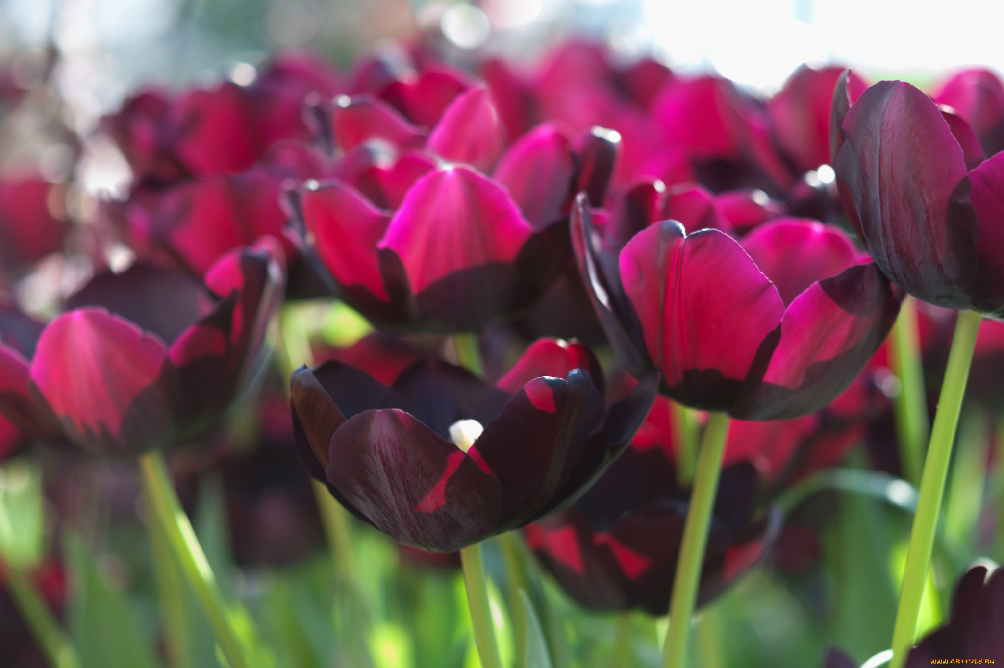 цветы, тюльпаны, много, лепестки, цветение, разноцветные