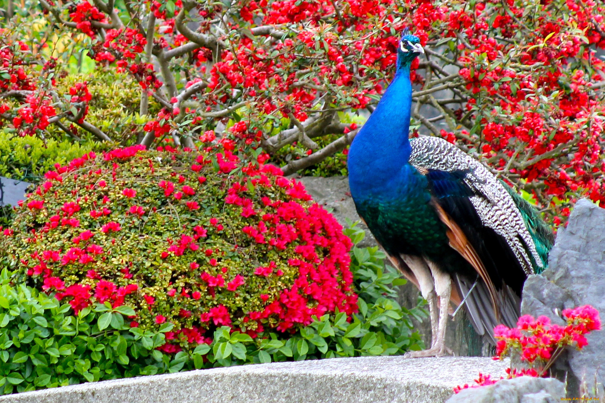 животные, павлины, птица, окрас, цвет, перья, павлин