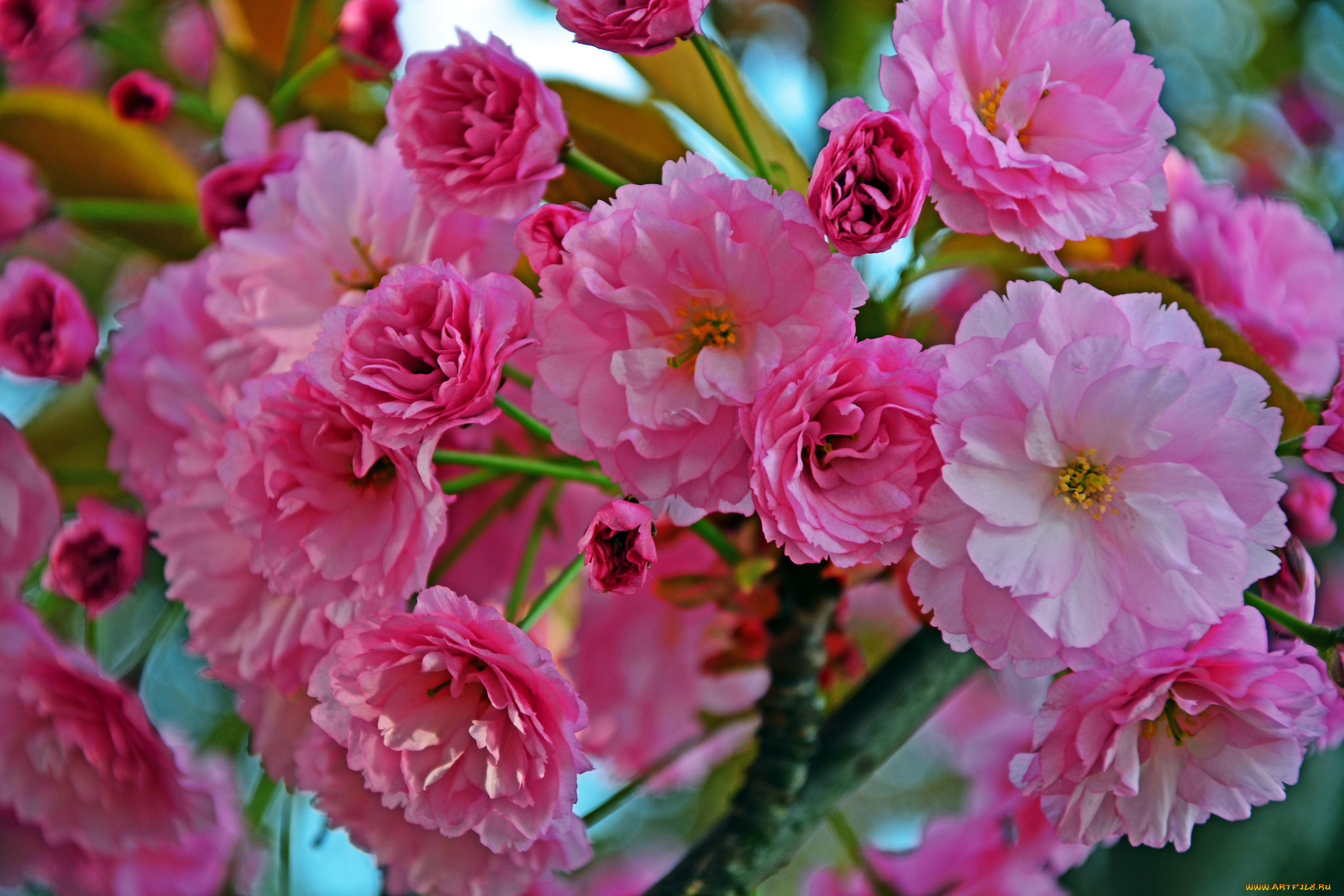 цветы, цветущие, деревья, , , кустарники, цветущая, веточка, цветки, листья, ветка