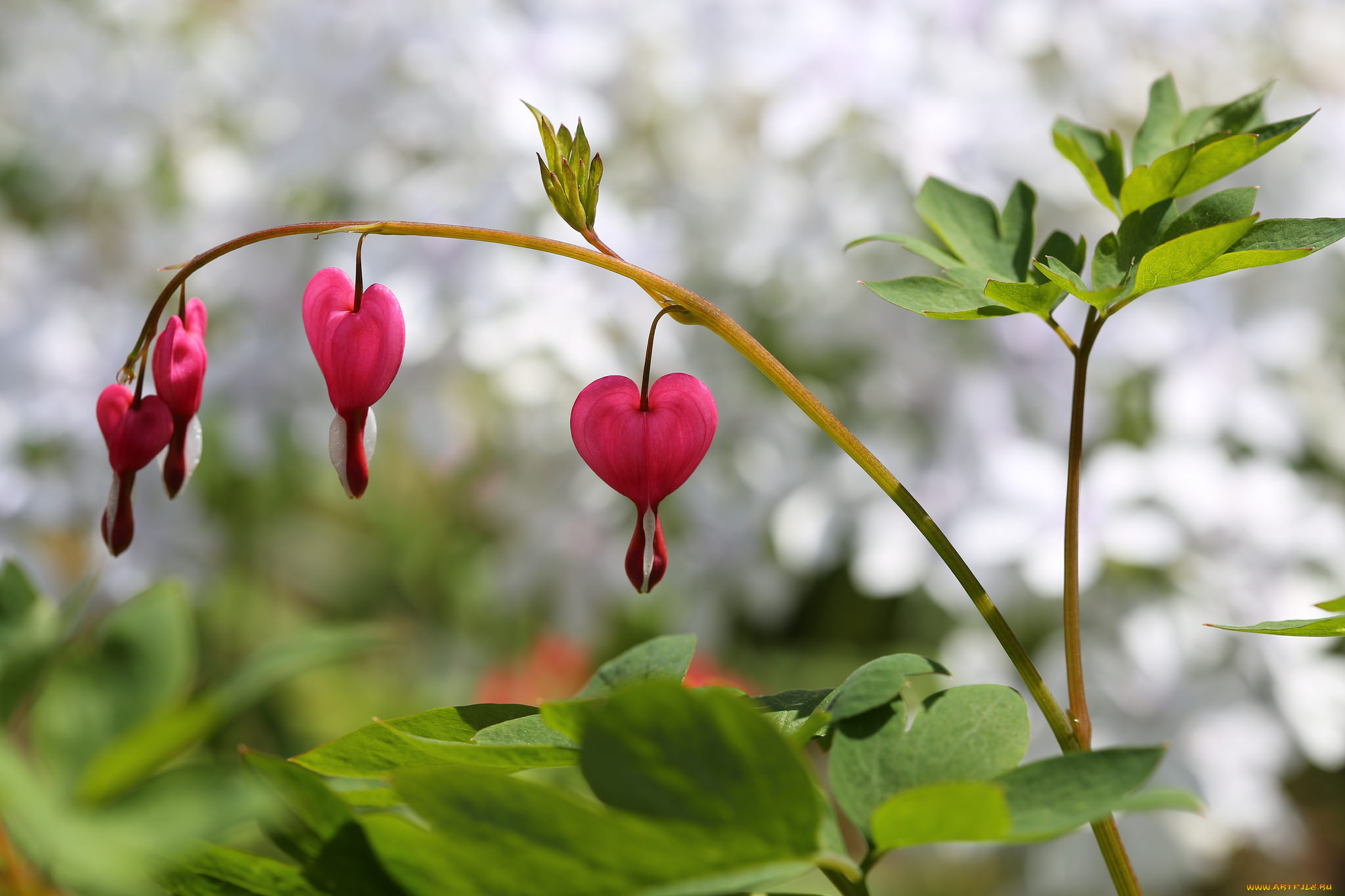 цветы, дицентра, , разбитое, сердце, разбитое, сердце, дицентра, цветение