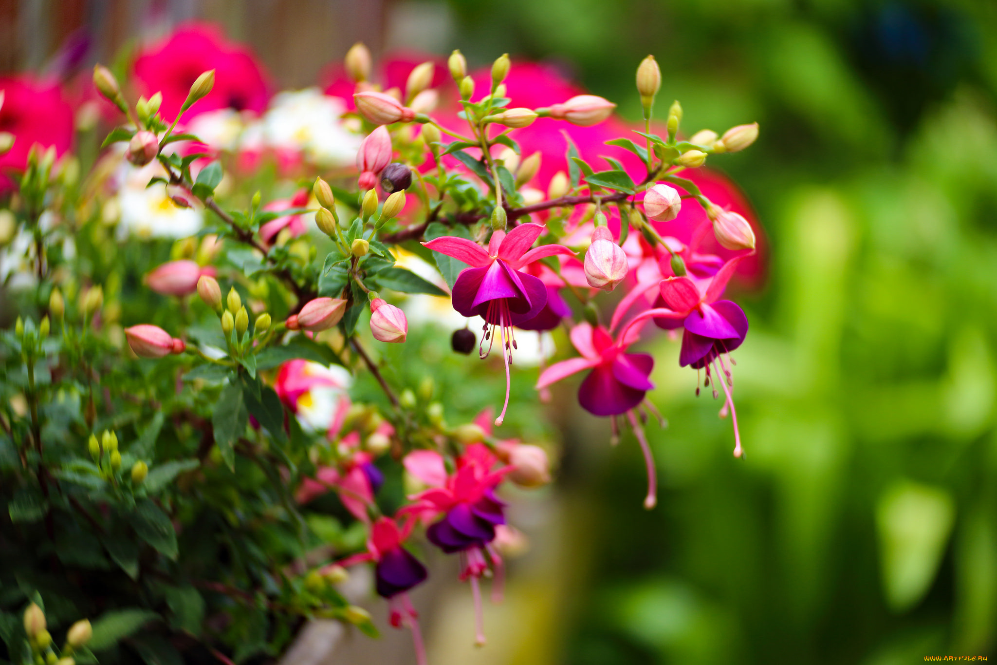цветы, фуксия, букет, flowers, bouquet