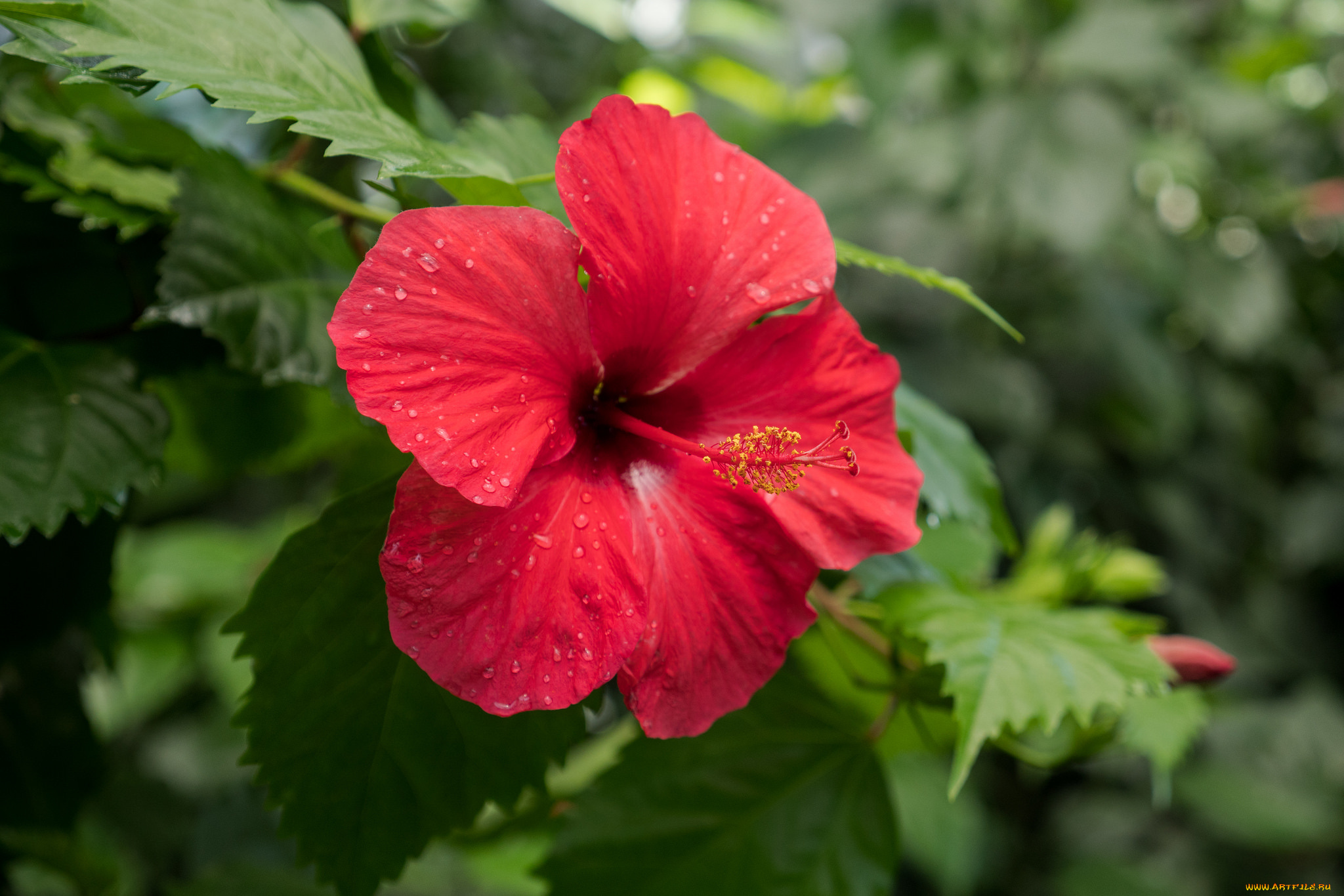 цветы, гибискусы, листики, гибискус, тычинки, цветение, ярко, лепестки