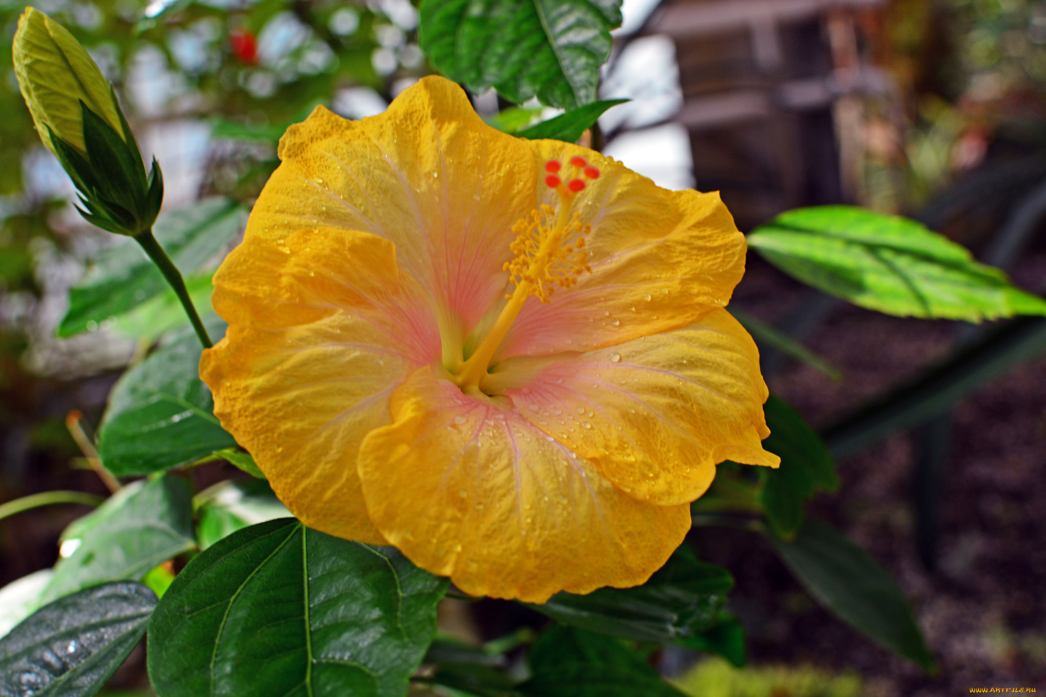 цветы, гибискусы, тычинки, цветение, ярко, лепестки, листики, гибискус