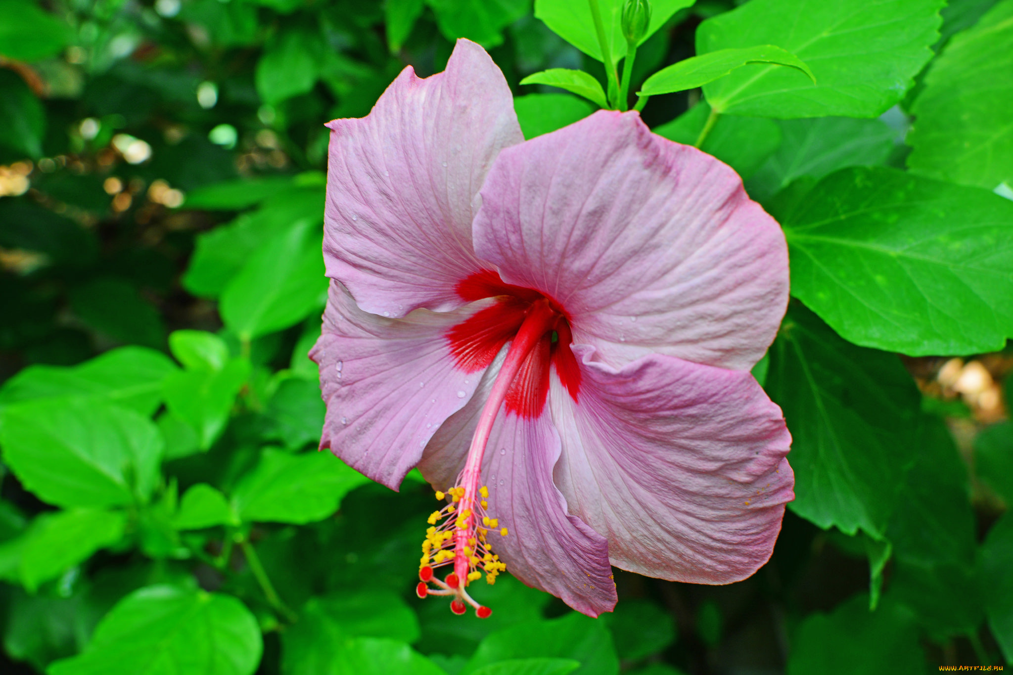 цветы, гибискусы, ярко, лепестки, листики, гибискус, тычинки, цветение