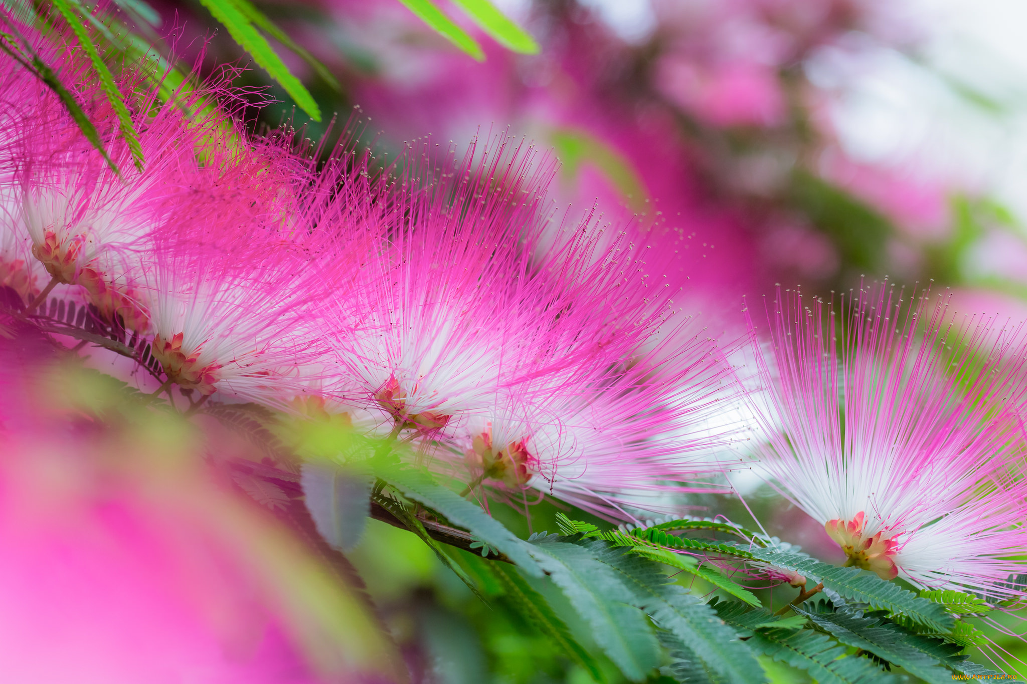 цветы, листья, цветение, акация