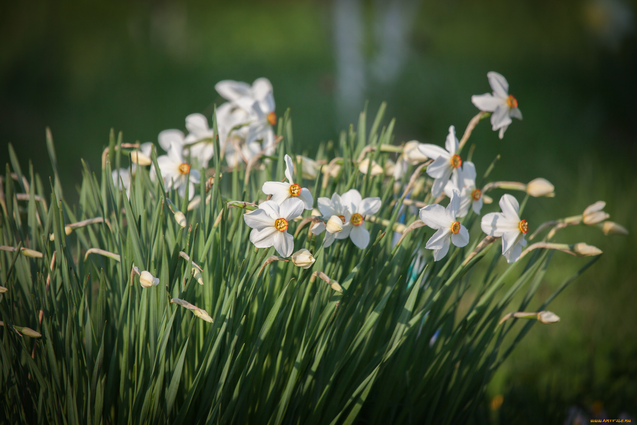 цветы, нарциссы, лепестки, цветение