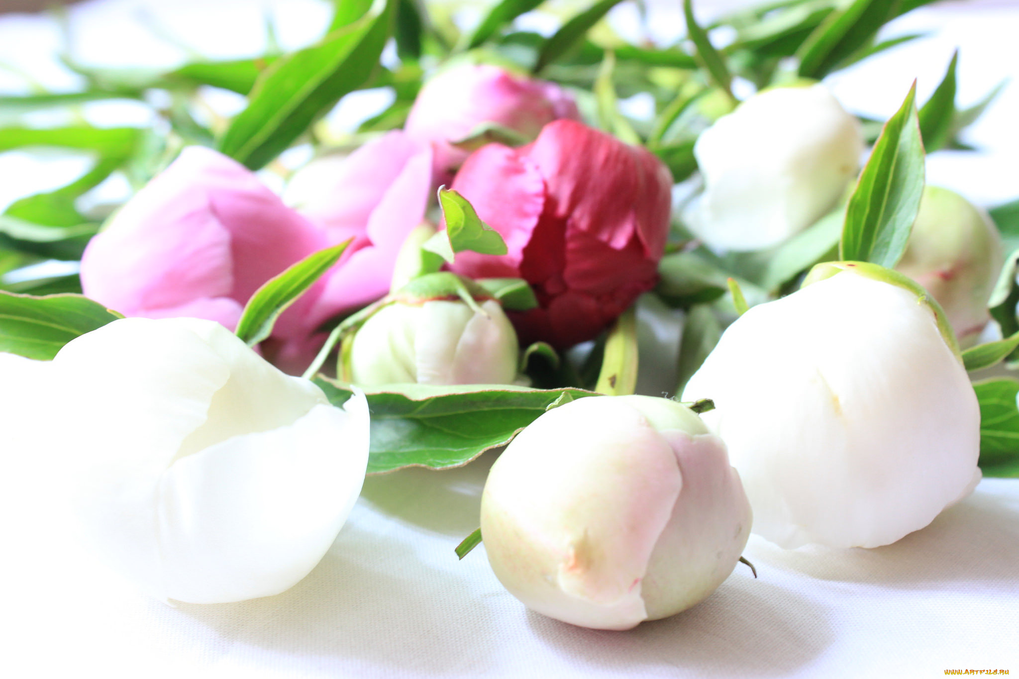 цветы, пионы, цветение, листья, лепестки, бутон, пион