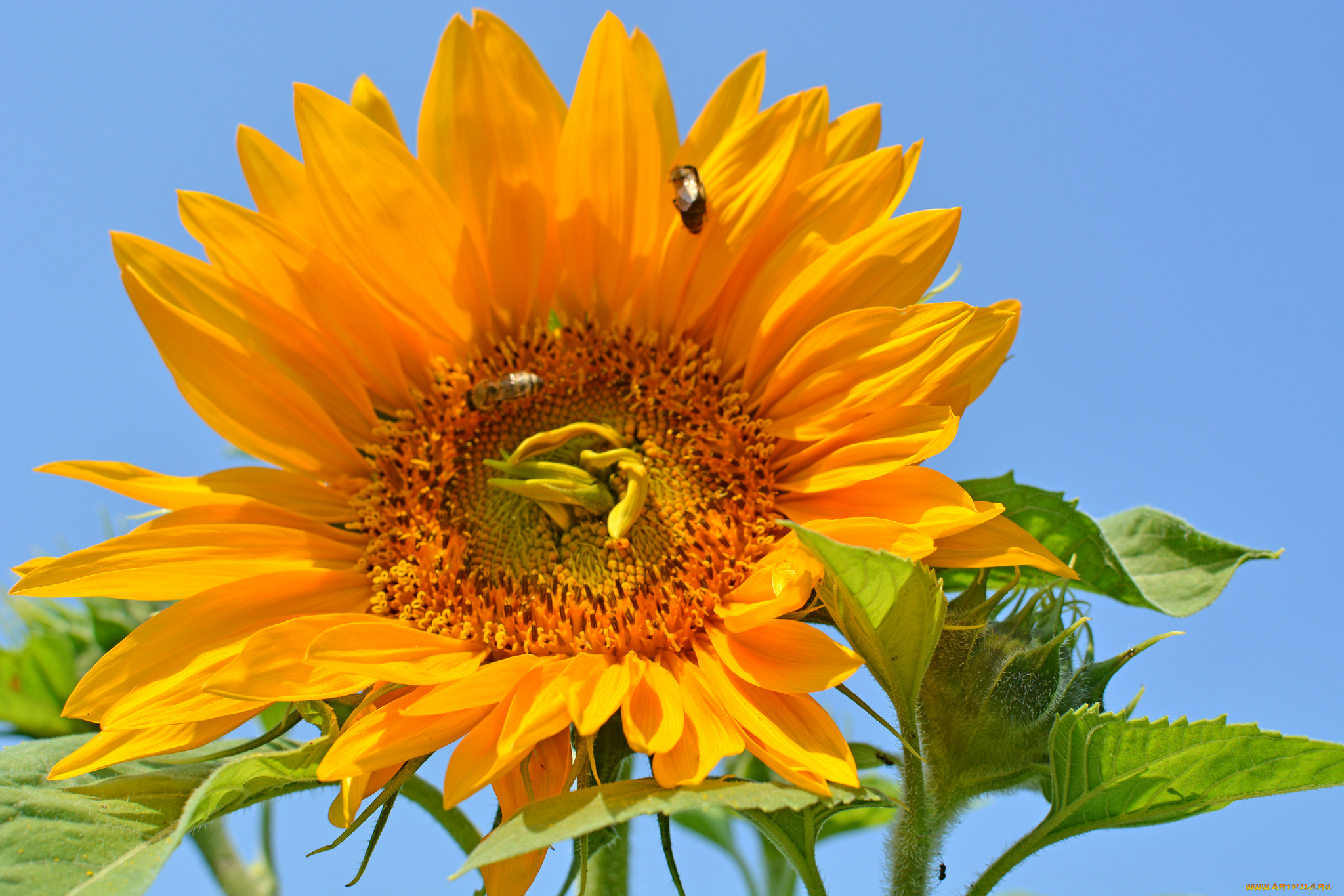 цветы, подсолнухи, подсолнух, цветок, лепестки, листья, лето, цветение