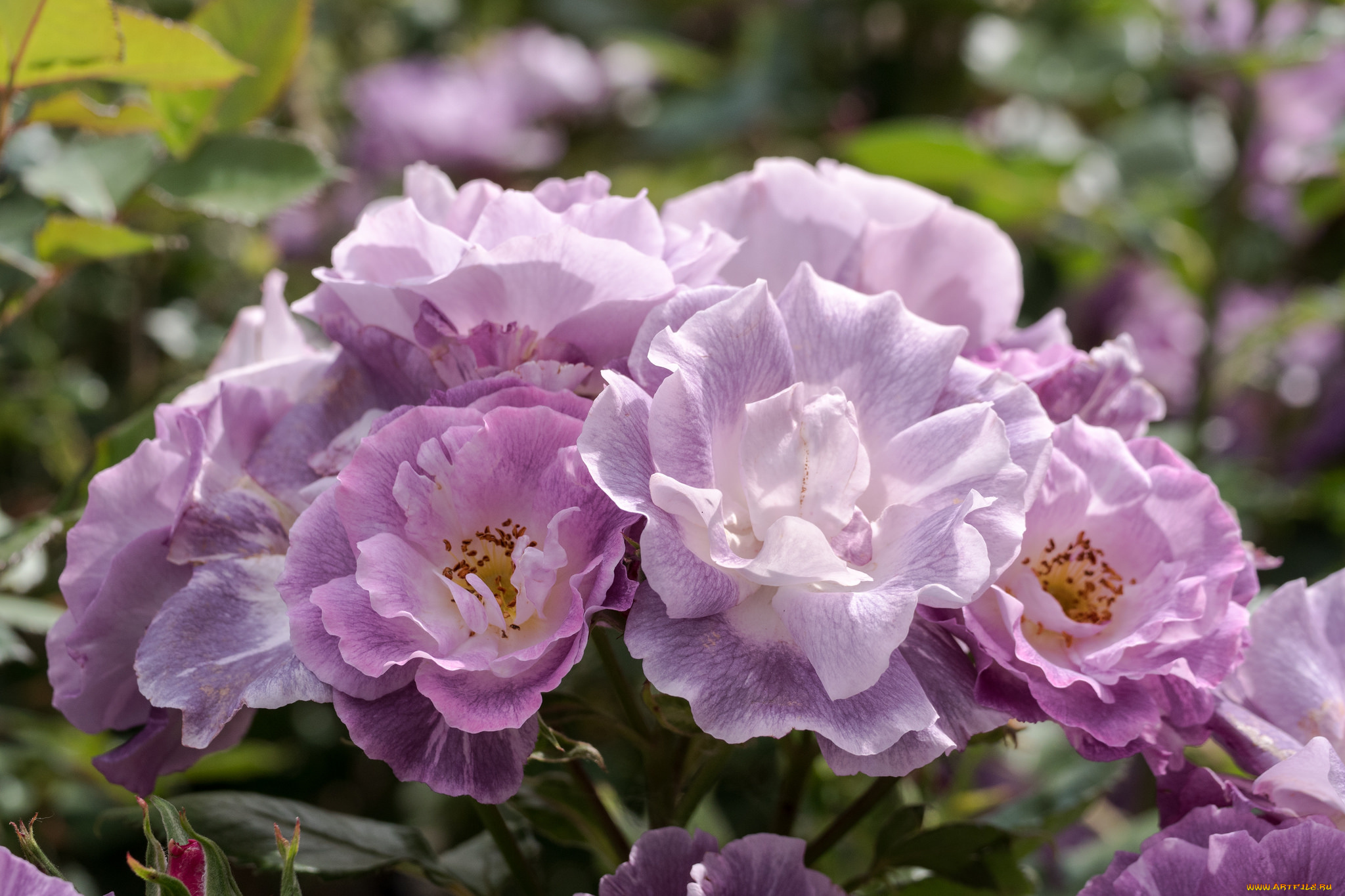 цветы, розы, листья, blossoms, leaves, petals, bud, rose, цветение, лепестки, бутон, роза